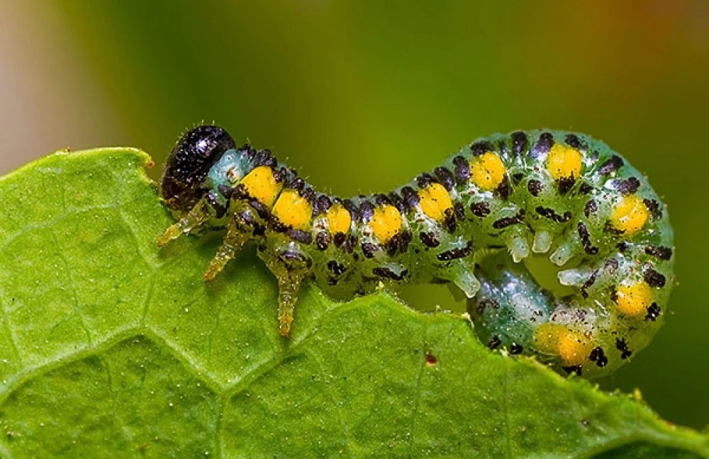 insecticides